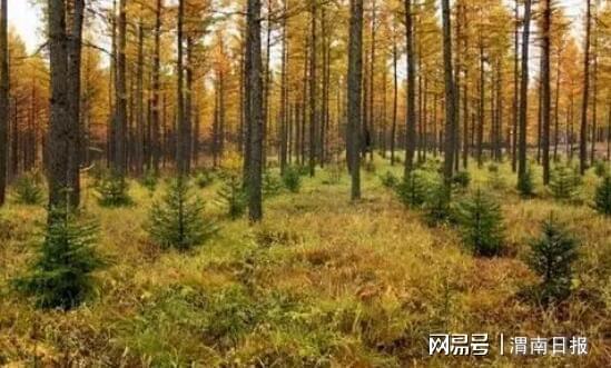 渭南今年新育苗木1.77万亩